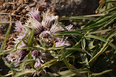 Lepidagathis trinervis